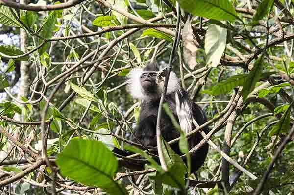 Mono Colobo de Angola - parque nacional de Nyungwe - Ruanda 09.jpg